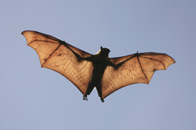 Bats and Rabies 1